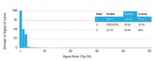 Anti-AKT1 Mouse Monoclonal Antibody [clone: AKT1/2491]