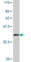 Anti-RPL11 Mouse Polyclonal Antibody