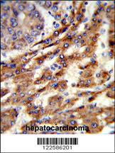 Anti-ERGIC3 Rabbit Polyclonal Antibody (AP (Alkaline Phosphatase))