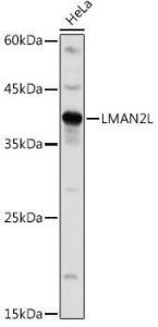 Antibody A305786-100 100 µl