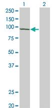 Anti-CSDE1 Mouse Polyclonal Antibody