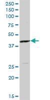 Anti-MAP2K4 Mouse Polyclonal Antibody