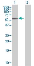 Anti-TAF7 Mouse Polyclonal Antibody