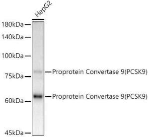 Western blot analysis of extracts of HepG2 cells, using Anti-PCSK9 Antibody [ARC50558] (A80681) at 1:1,000 dilution. The secondary antibody was Goat Anti-Rabbit IgG H&L Antibody (HRP) at 1:10,000 dilution.