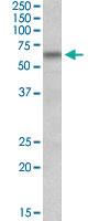 Anti-BBS4 Goat Polyclonal Antibody