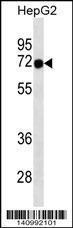 Anti-FOXN3 Rabbit Polyclonal Antibody (AP (Alkaline Phosphatase))