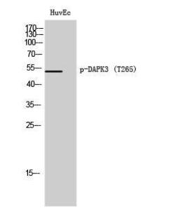 Western blot analysis of HuvEc cells using Anti-DAPK3 (phospho Thr265) Antibody