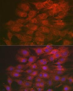 Antibody A305786-100 100 µl