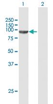 Anti-CSDE1 Mouse Polyclonal Antibody