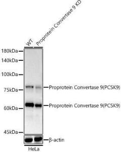 Western blot analysis of extracts from wild type(WT) and Proprotein Convertase 9(PCSK9) knockdown (KD) HeLa cells, using Anti-PCSK9 Antibody [ARC50558] (A80681) at 1:1,000 dilution. The secondary antibody was Goat Anti-Rabbit IgG H&L Antibody (HRP) at 1:10,000 dilution.