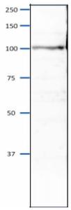 Anti-Orc4 Antibody