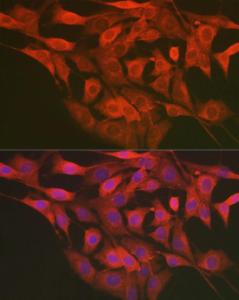 Antibody A305786-100 100 µl