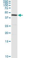 Anti-DAP3 Rabbit Polyclonal Antibody