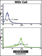 Anti-MMP15 Rabbit Polyclonal Antibody