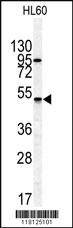 Anti-GIPR Rabbit Polyclonal Antibody