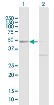 Anti-DAP3 Rabbit Polyclonal Antibody