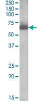 Anti-BBS4 Goat Polyclonal Antibody