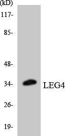 Western blot analysis of the lysates from HeLa cells using Anti-LEG4 Antibody