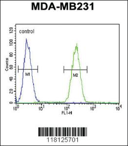 Anti-GIPR Rabbit Polyclonal Antibody