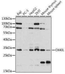 Western blot analysis of extracts of various cell lines, using Anti-OX40L/TNFSF4 Antibody (A308399) at 1:1,000 dilution