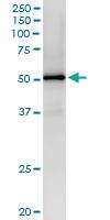 Anti-MAP2K4 Rabbit Polyclonal Antibody