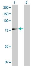 Anti-ASPSCR1 Rabbit Polyclonal Antibody