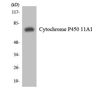 Western blot analysis of the lysates from HeLa cells using Anti-Cytochrome P450 11A1 Antibody