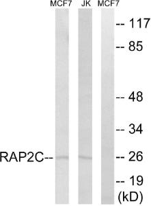 Western blot analysis of lysates from Jurkat and MCF-7 cells using Anti-RAP2C Antibody. The right hand lane represents a negative control, where the antibody is blocked by the immunising peptide.