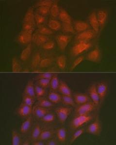 Antibody A305786-100 100 µl