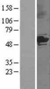 Anti-Alas1 Rabbit Polyclonal Antibody