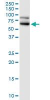 Anti-RANGAP1 Mouse Polyclonal Antibody