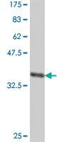 Anti-AHCYL1 Mouse Polyclonal Antibody