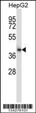 Anti-CIAO1 Rabbit Polyclonal Antibody (FITC (Fluorescein Isothiocyanate))