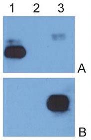 Anti-IgG Mouse Monoclonal Antibody [clone: EM-07]