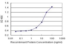 Anti-ORC6L Polyclonal Antibody Pair