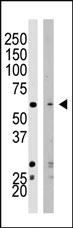 Anti-SETD8 Rabbit Polyclonal Antibody