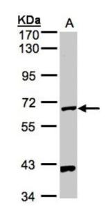 Anti-BUB1B Mouse Monoclonal Antibody [clone: 8G1]