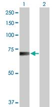 Anti-RANGAP1 Mouse Polyclonal Antibody