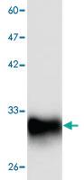 Anti-PNP Mouse Monoclonal Antibody [clone: 11]