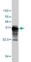 Anti-CCNL1 Mouse Monoclonal Antibody [clone: 1F7-1C5]