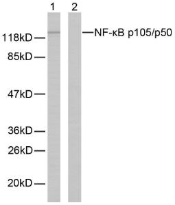 Anti-NF kappa B p105/p50 antibody