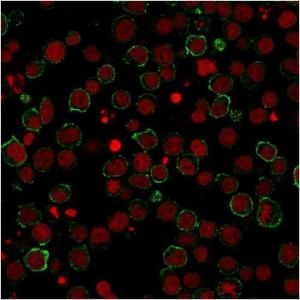 Immunofluorescent analysis of PFA fixed Jurkat cells stained with Anti-CD28 Antibody [CB28] followed by Goat Anti-Mouse IgG (CF&#174; 488) (Green) Nuclear counterstain is RedDot