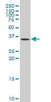 Anti-LGALS9 Mouse Polyclonal Antibody