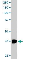 Anti-PINX1 Goat Polyclonal Antibody