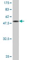 Anti-ORC6 Mouse Monoclonal Antibody [clone: 3C4]