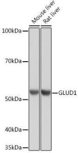 Western blot analysis of extracts of various cell lines, using Anti-GLUD1 Antibody [ARC1216] (A305787) at 1:1,000 dilution