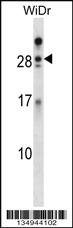 Anti-AZU1 Rabbit Polyclonal Antibody