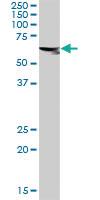 Anti-ASPSCR1 Rabbit Polyclonal Antibody