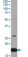 Anti-CNTF Goat Polyclonal Antibody