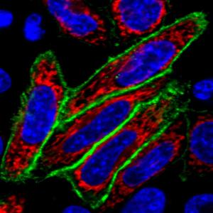 Mix-n-Stain™ CF® Dye small ligand labeling kits